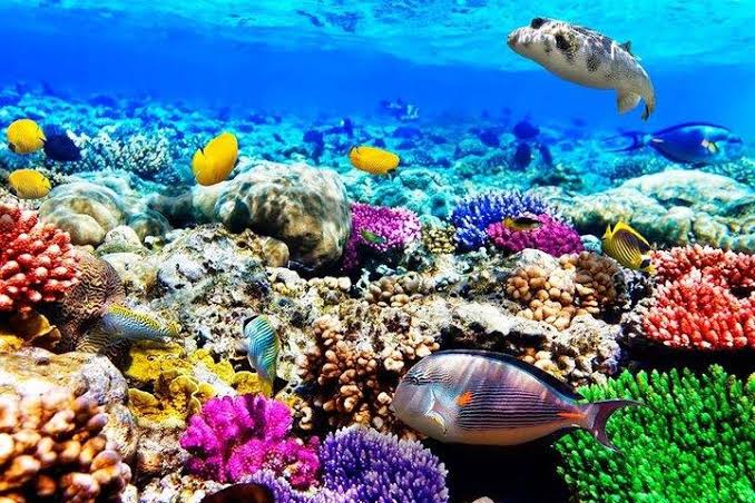 Snorkeling at Blue Lagoon